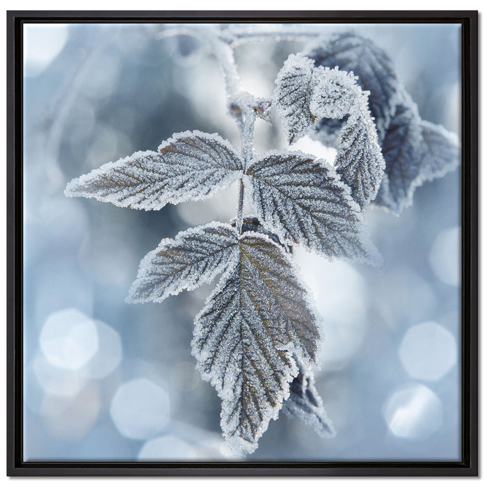 Blätter im Winter Morgenfrost auf Leinwandbild Quadratisch gerahmt Größe 70x70