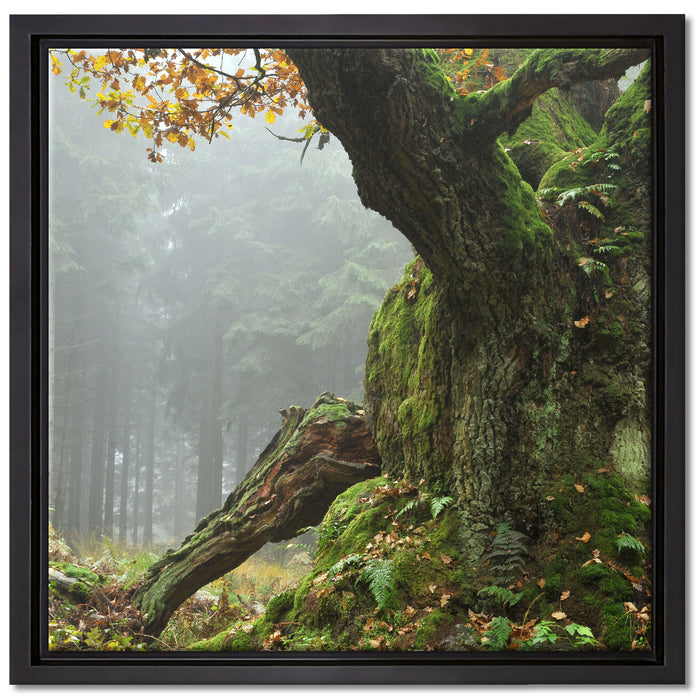 Dicker Baum im Wald im Moos auf Leinwandbild Quadratisch gerahmt Größe 40x40