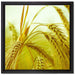Wunderschönes Getreide auf Leinwandbild Quadratisch gerahmt Größe 40x40