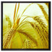Wunderschönes Getreide auf Leinwandbild Quadratisch gerahmt Größe 60x60