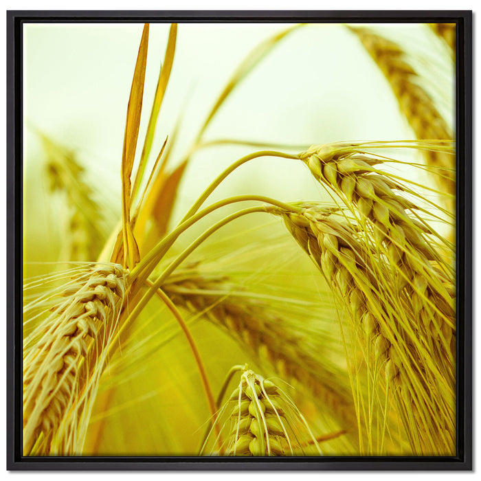 Wunderschönes Getreide auf Leinwandbild Quadratisch gerahmt Größe 70x70