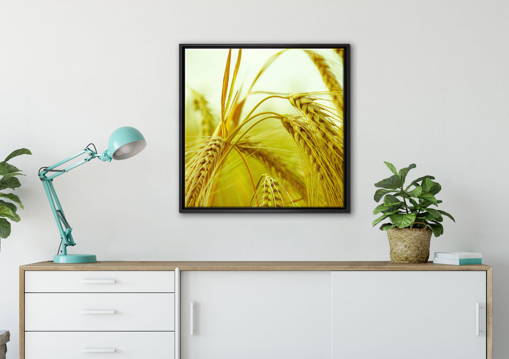 Wunderschönes Getreide auf Leinwandbild gerahmt Quadratisch verschiedene Größen im Wohnzimmer