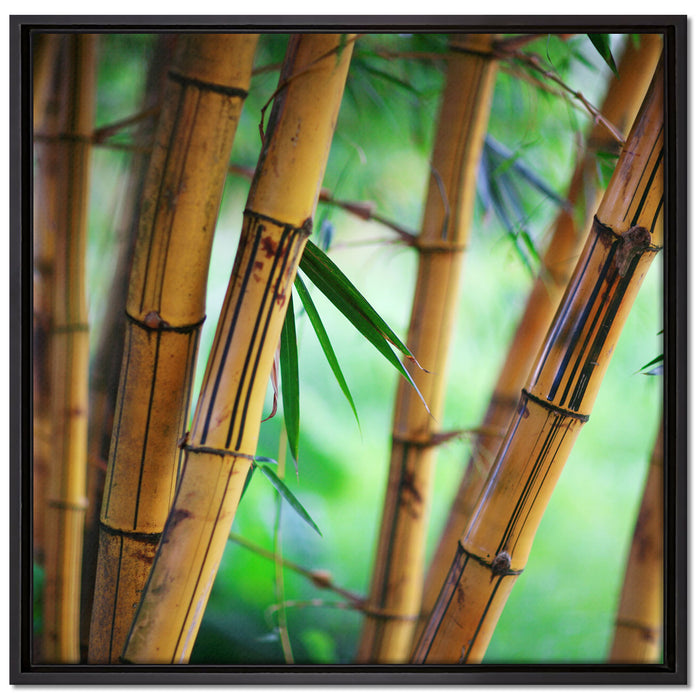 Alter Bambus Wald auf Leinwandbild Quadratisch gerahmt Größe 70x70