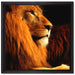 Majestätischer stolzer Löwe auf Leinwandbild Quadratisch gerahmt Größe 40x40