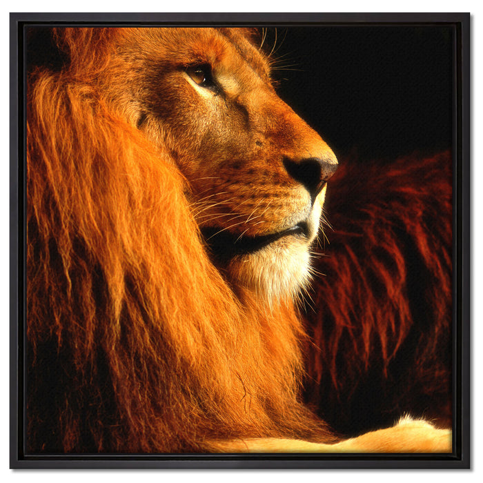 Majestätischer stolzer Löwe auf Leinwandbild Quadratisch gerahmt Größe 60x60