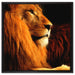 Majestätischer stolzer Löwe auf Leinwandbild Quadratisch gerahmt Größe 60x60