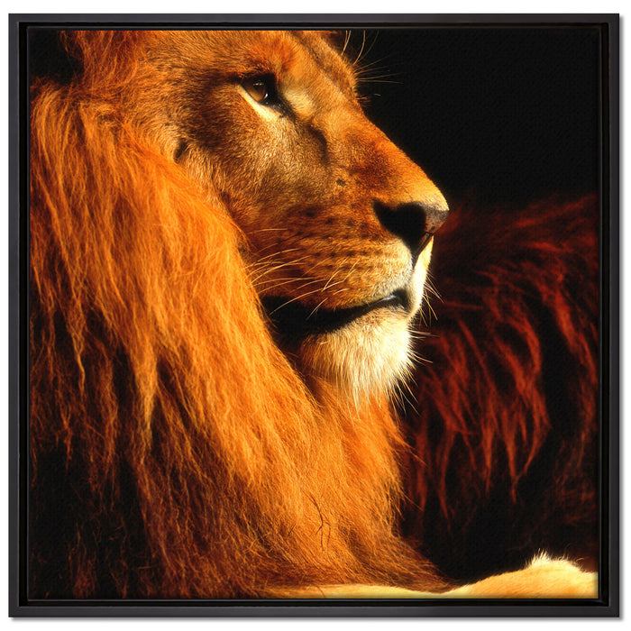 Majestätischer stolzer Löwe auf Leinwandbild Quadratisch gerahmt Größe 70x70