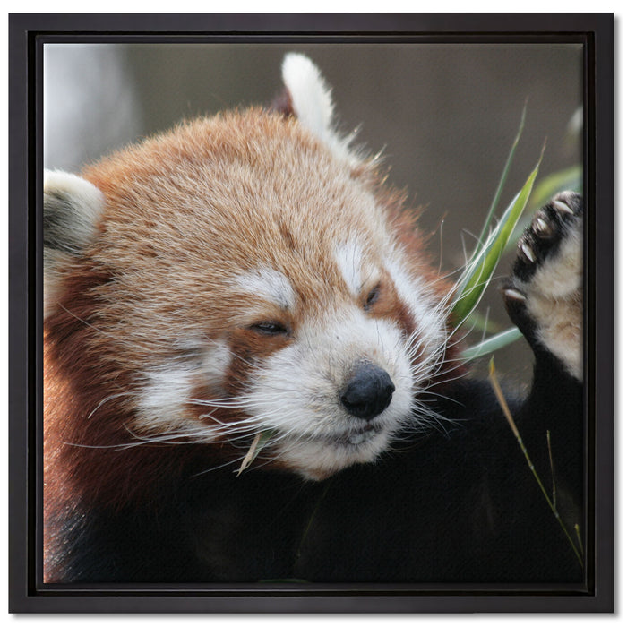 Kleiner Panda sagt Hallo auf Leinwandbild Quadratisch gerahmt Größe 40x40