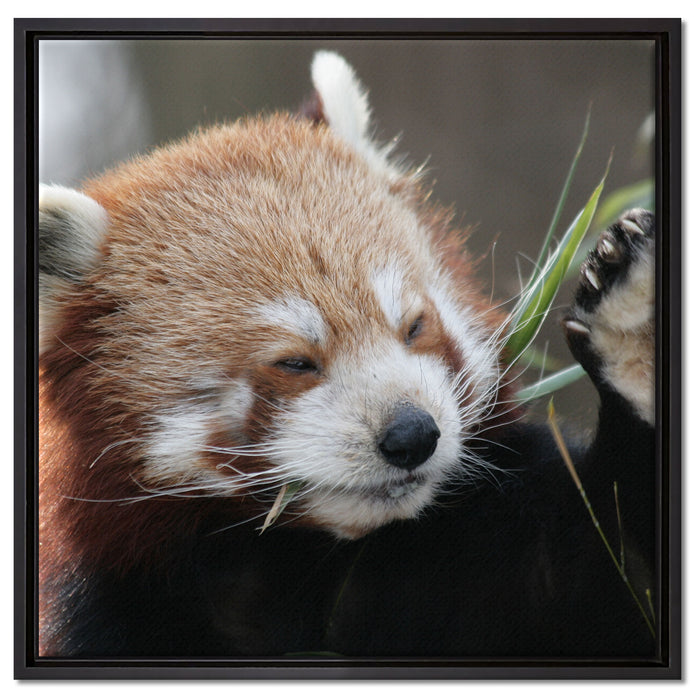 Kleiner Panda sagt Hallo auf Leinwandbild Quadratisch gerahmt Größe 60x60