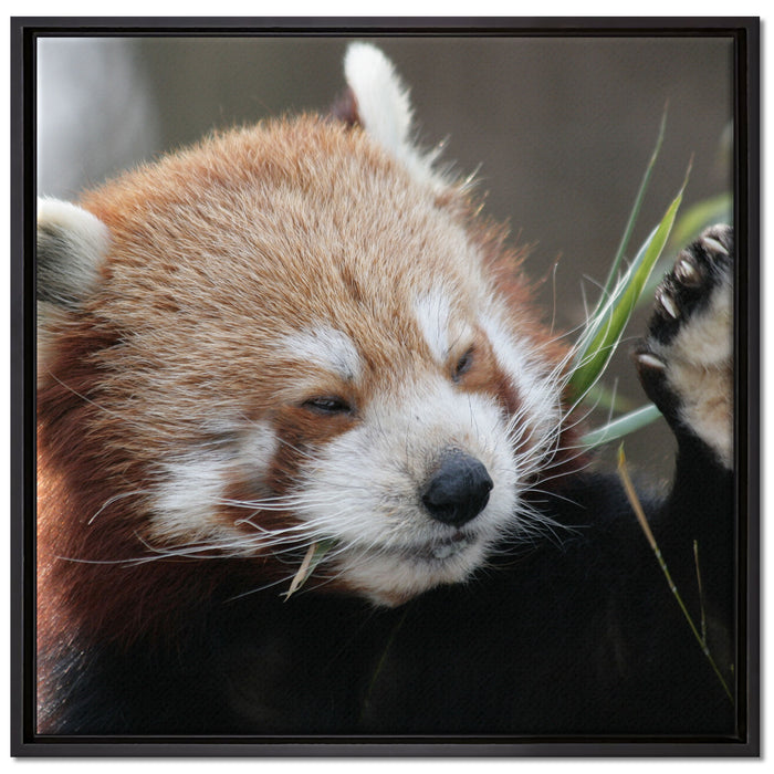 Kleiner Panda sagt Hallo auf Leinwandbild Quadratisch gerahmt Größe 70x70