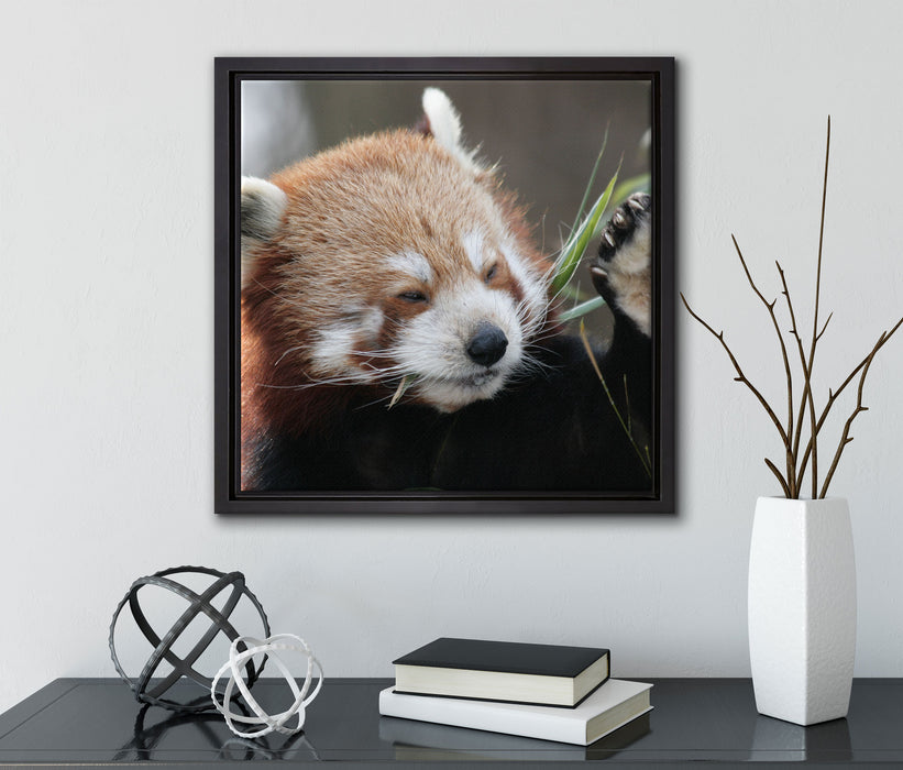 Kleiner Panda sagt Hallo  auf Leinwandbild Quadratisch gerahmt mit Kirschblüten