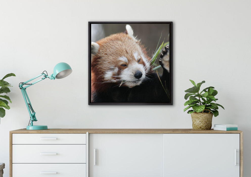 Kleiner Panda sagt Hallo auf Leinwandbild gerahmt Quadratisch verschiedene Größen im Wohnzimmer