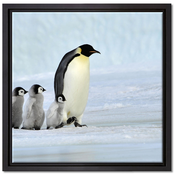 Kaiserpinguine im Schnee auf Leinwandbild Quadratisch gerahmt Größe 40x40