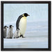 Kaiserpinguine im Schnee auf Leinwandbild Quadratisch gerahmt Größe 40x40