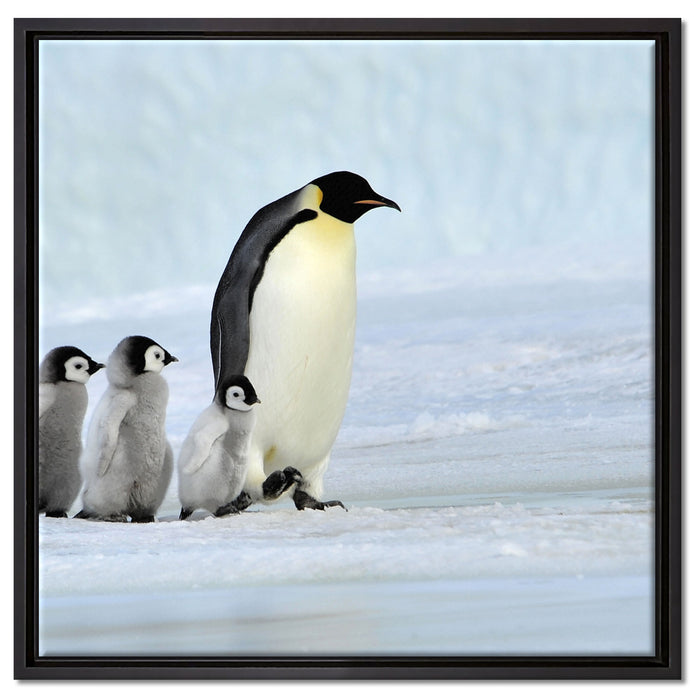 Kaiserpinguine im Schnee auf Leinwandbild Quadratisch gerahmt Größe 60x60