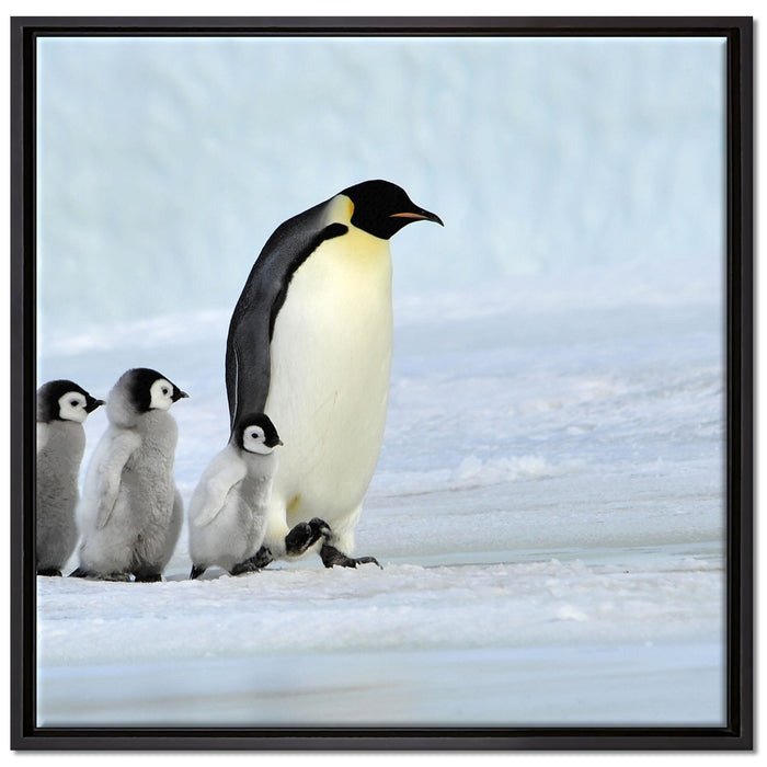 Kaiserpinguine im Schnee auf Leinwandbild Quadratisch gerahmt Größe 70x70