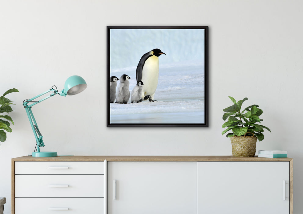 Kaiserpinguine im Schnee auf Leinwandbild gerahmt Quadratisch verschiedene Größen im Wohnzimmer