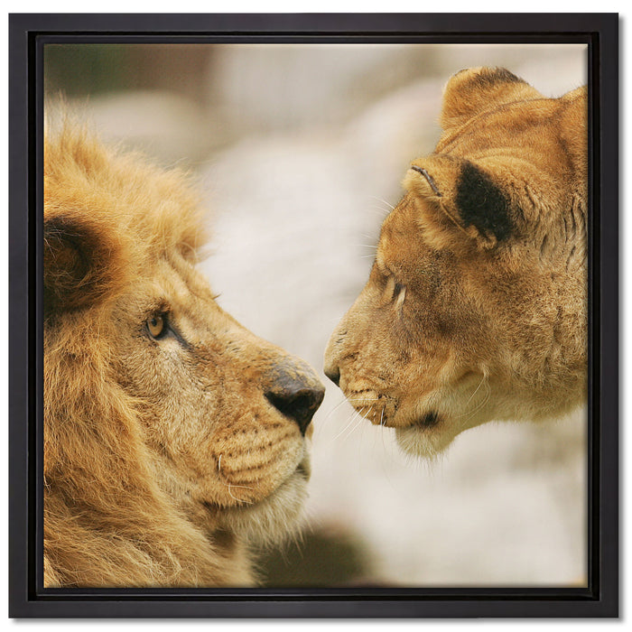 Verliebtes Löwenpaar auf Leinwandbild Quadratisch gerahmt Größe 40x40