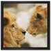 Verliebtes Löwenpaar auf Leinwandbild Quadratisch gerahmt Größe 40x40