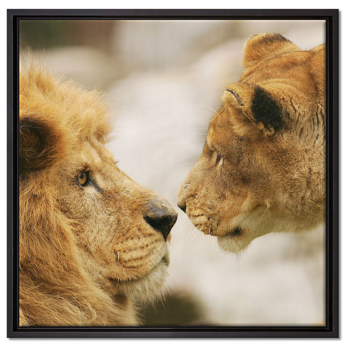 Verliebtes Löwenpaar auf Leinwandbild Quadratisch gerahmt Größe 60x60
