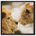 Verliebtes Löwenpaar auf Leinwandbild Quadratisch gerahmt Größe 60x60
