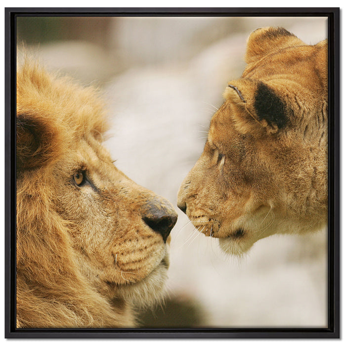 Verliebtes Löwenpaar auf Leinwandbild Quadratisch gerahmt Größe 70x70