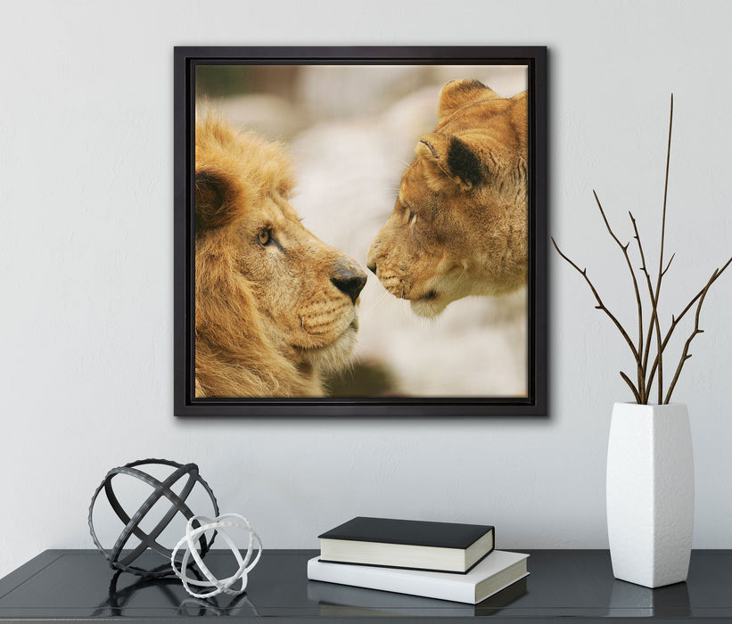Verliebtes Löwenpaar  auf Leinwandbild Quadratisch gerahmt mit Kirschblüten