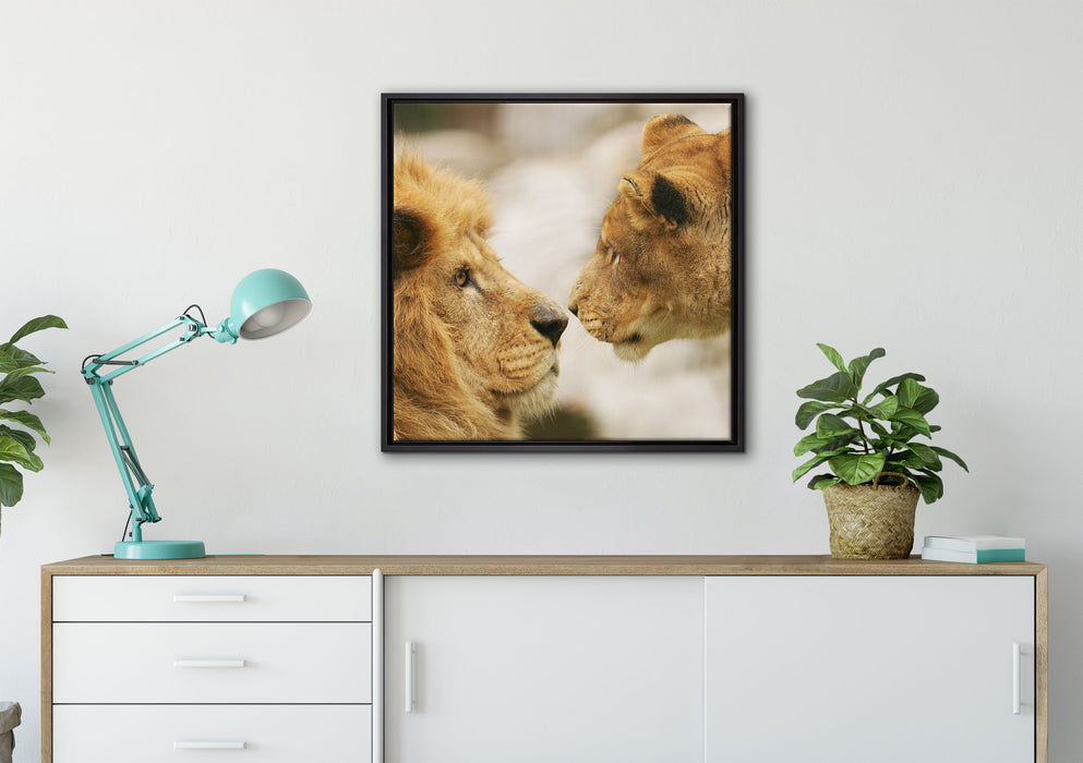 Verliebtes Löwenpaar auf Leinwandbild gerahmt Quadratisch verschiedene Größen im Wohnzimmer
