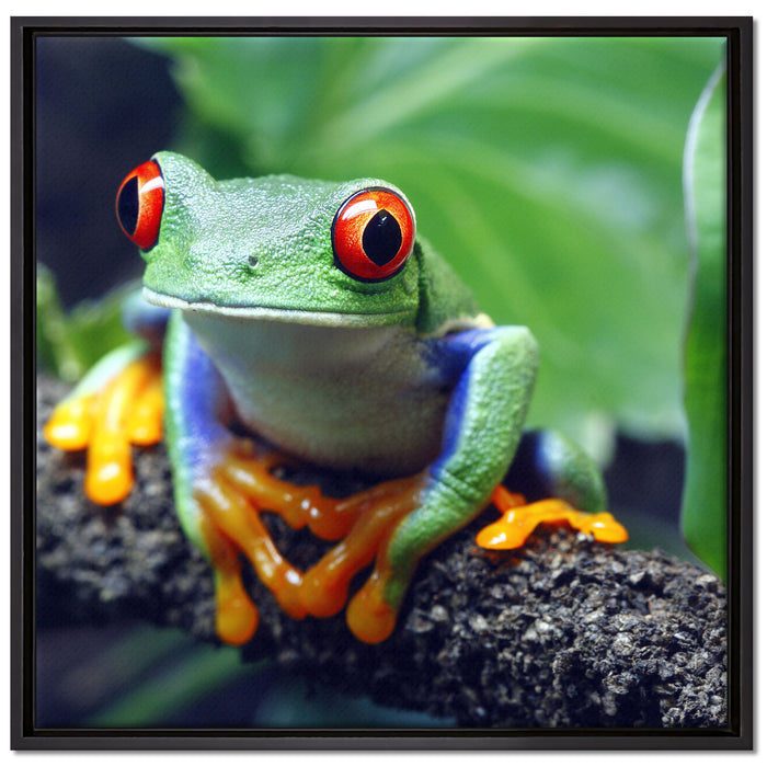 Rotaugenlaubfrosch auf Ast auf Leinwandbild Quadratisch gerahmt Größe 70x70
