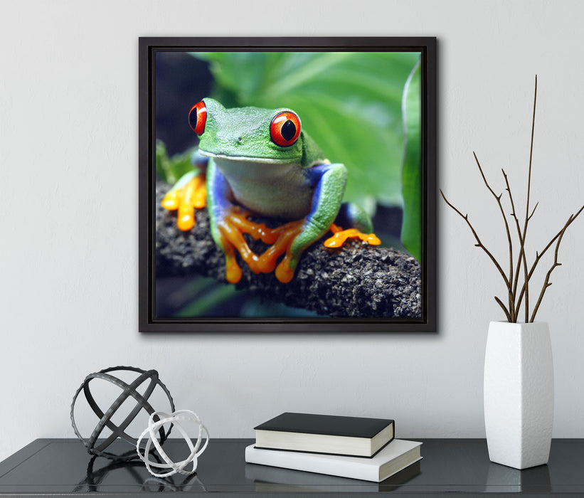 Rotaugenlaubfrosch auf Ast  auf Leinwandbild Quadratisch gerahmt mit Kirschblüten