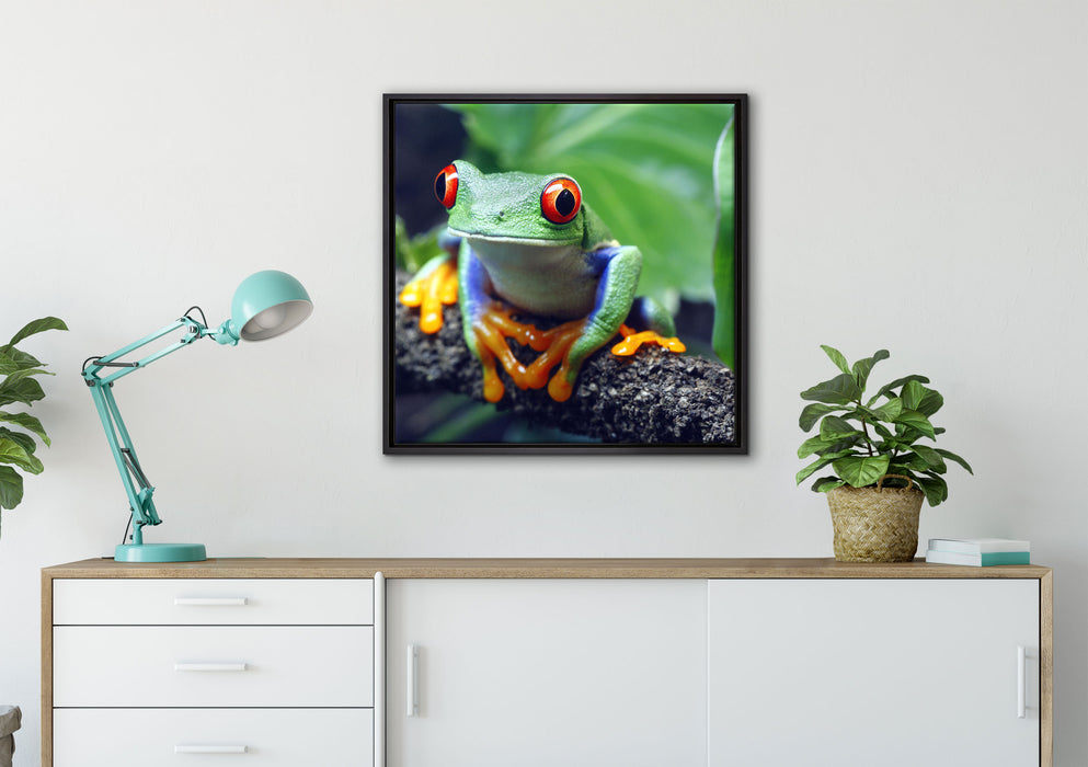 Rotaugenlaubfrosch auf Ast auf Leinwandbild gerahmt Quadratisch verschiedene Größen im Wohnzimmer