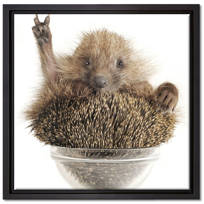 Igel in einer Schüssel Peace auf Leinwandbild Quadratisch gerahmt Größe 40x40