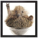 Igel in einer Schüssel Peace auf Leinwandbild Quadratisch gerahmt Größe 40x40