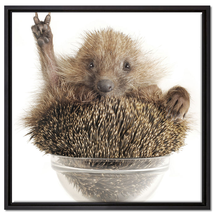 Igel in einer Schüssel Peace auf Leinwandbild Quadratisch gerahmt Größe 60x60