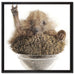 Igel in einer Schüssel Peace auf Leinwandbild Quadratisch gerahmt Größe 60x60