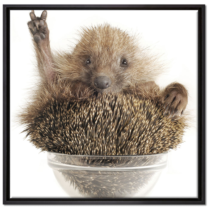 Igel in einer Schüssel Peace auf Leinwandbild Quadratisch gerahmt Größe 70x70