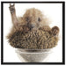 Igel in einer Schüssel Peace auf Leinwandbild Quadratisch gerahmt Größe 70x70