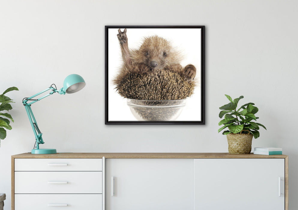 Igel in einer Schüssel Peace auf Leinwandbild gerahmt Quadratisch verschiedene Größen im Wohnzimmer
