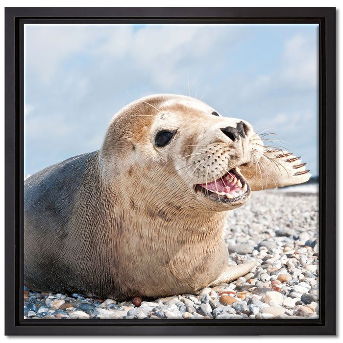 Süße Robbe auf Steinstrand auf Leinwandbild Quadratisch gerahmt Größe 40x40