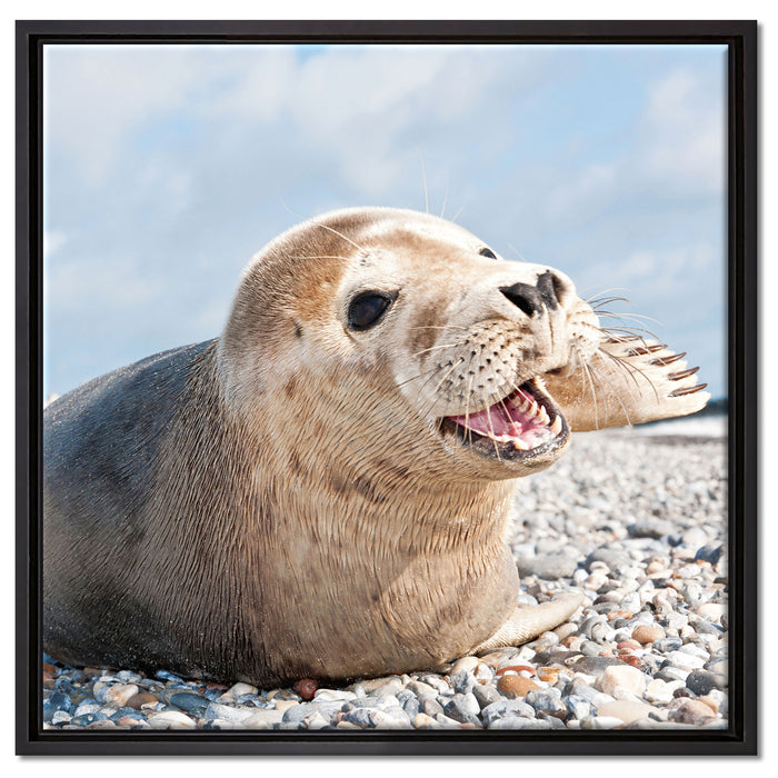 Süße Robbe auf Steinstrand auf Leinwandbild Quadratisch gerahmt Größe 60x60
