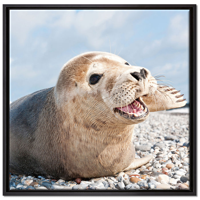Süße Robbe auf Steinstrand auf Leinwandbild Quadratisch gerahmt Größe 70x70