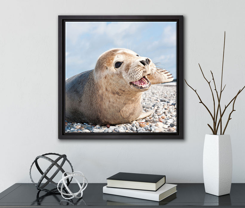 Süße Robbe auf Steinstrand  auf Leinwandbild Quadratisch gerahmt mit Kirschblüten