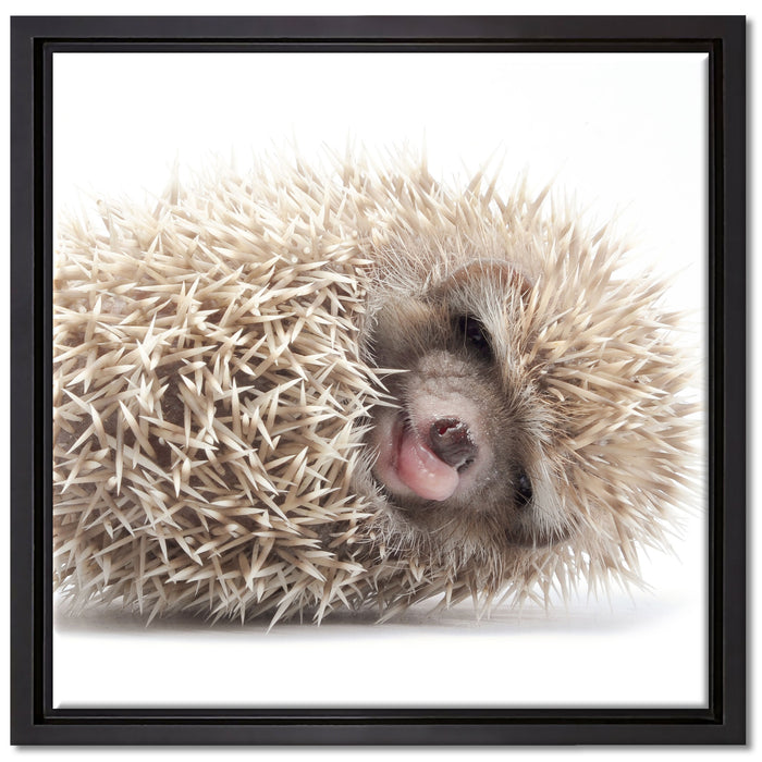 kleiner niedlicher Baby Igel auf Leinwandbild Quadratisch gerahmt Größe 40x40