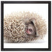 kleiner niedlicher Baby Igel auf Leinwandbild Quadratisch gerahmt Größe 40x40