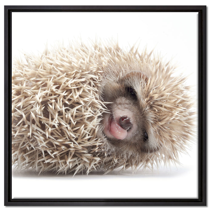 kleiner niedlicher Baby Igel auf Leinwandbild Quadratisch gerahmt Größe 60x60