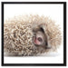 kleiner niedlicher Baby Igel auf Leinwandbild Quadratisch gerahmt Größe 60x60