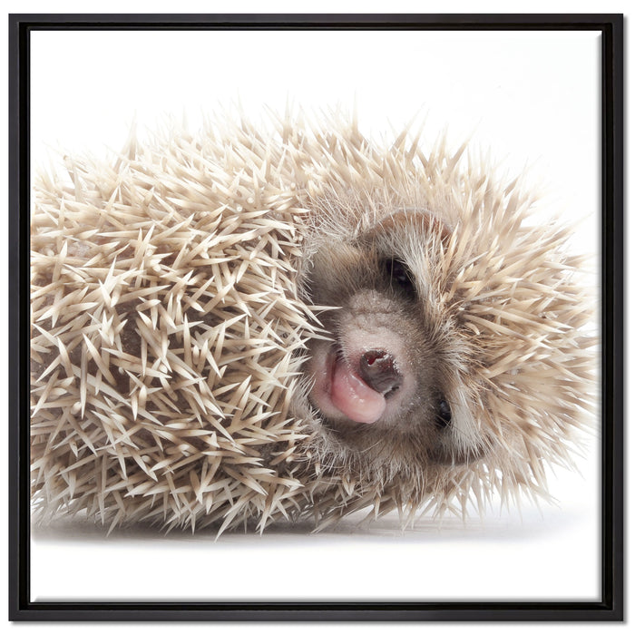 kleiner niedlicher Baby Igel auf Leinwandbild Quadratisch gerahmt Größe 70x70