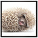 kleiner niedlicher Baby Igel auf Leinwandbild Quadratisch gerahmt Größe 70x70
