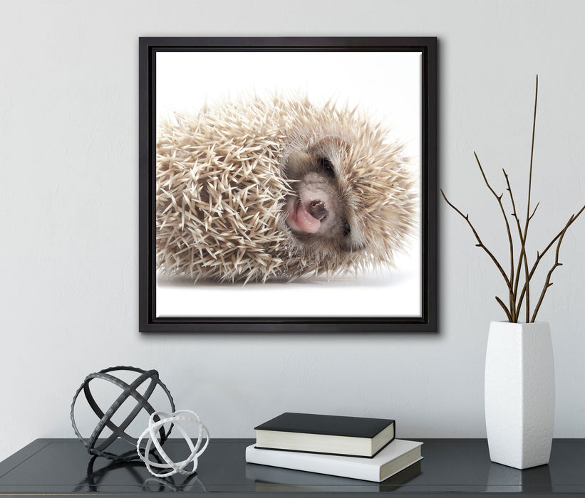 kleiner niedlicher Baby Igel  auf Leinwandbild Quadratisch gerahmt mit Kirschblüten