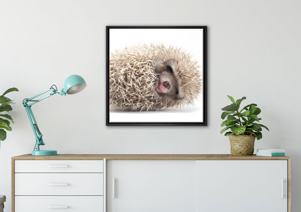 kleiner niedlicher Baby Igel auf Leinwandbild gerahmt Quadratisch verschiedene Größen im Wohnzimmer